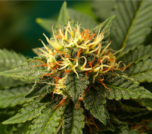 Super Lemon Haze Strain: Energize Your Day with Flavor and Focus